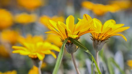 Orange Flower wallpaper
