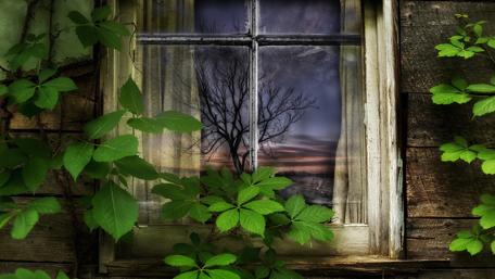 Whispers of Nature Through an Old Window wallpaper