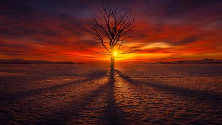 Lonely tree in the sunset wallpaper