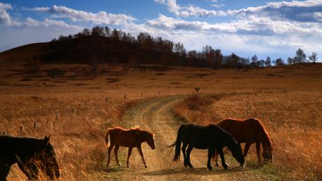 Horses on the field wallpaper