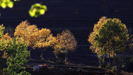 Autumn tree in the darkness with a lonely white horse wallpaper