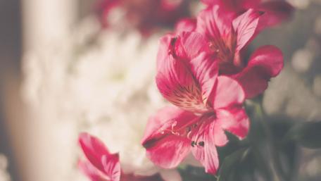 Blooming peruvian lily flower wallpaper