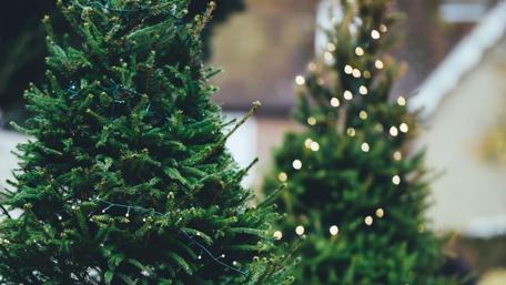 Festive Evergreen Trees Glimmering in Lights wallpaper