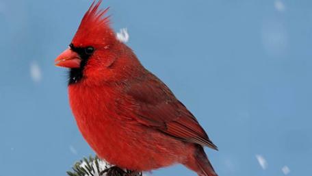Northern cardinal wallpaper