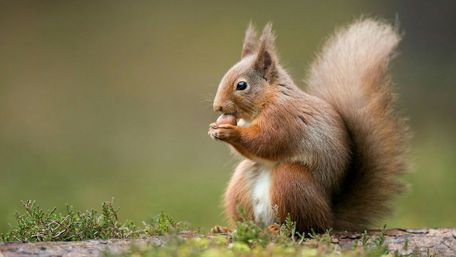Red squirrel with a nut wallpaper