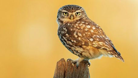 Little owl wallpaper