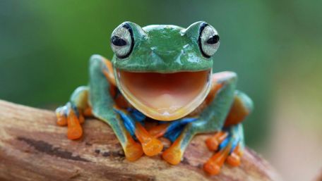 Joyful Tree Frog Portrait wallpaper