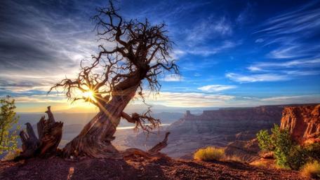 Lonely tree over the canyon wallpaper