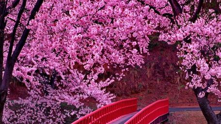Cherry blossoms wallpaper