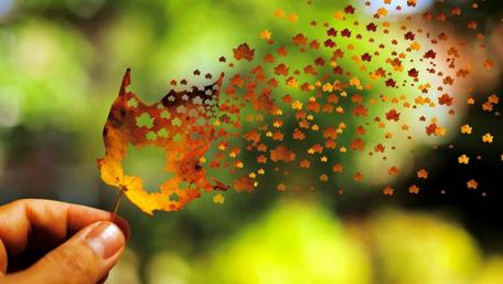 Autumn leaf wallpaper