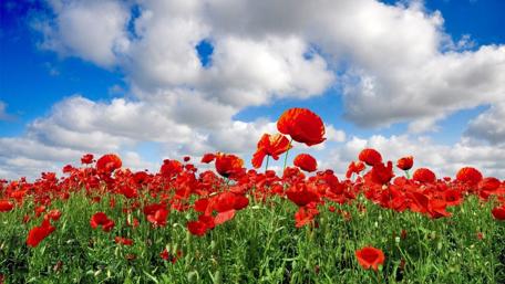 Red poppy field wallpaper