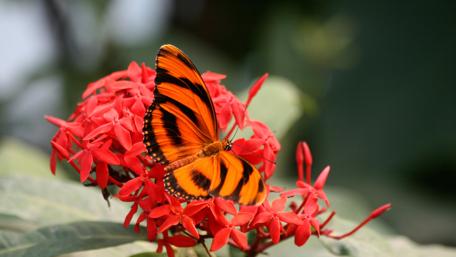 Butterfly wallpaper