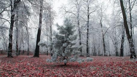 Frozen forest wallpaper