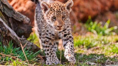 Jaguar cub wallpaper