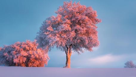 Frozen winter in the pink sunset wallpaper