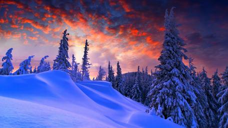 Snowy fir forest wallpaper
