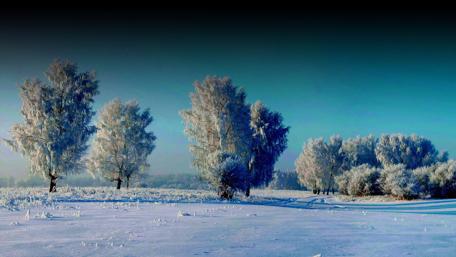 Winter scene wallpaper