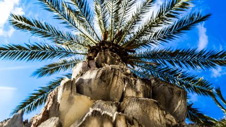 Palm tree and blue sky wallpaper
