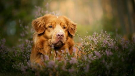 Nova Scotia Duck Tolling Retriever wallpaper