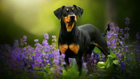 Doberman Pinscher cub wallpaper