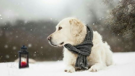 Golden Retriever in the snow wallpaper