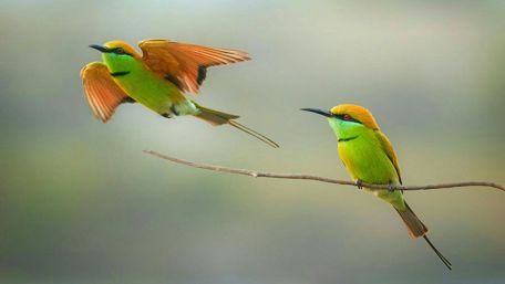 Green bee-eater wallpaper