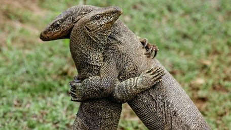 Lizard hug wallpaper