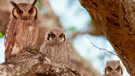 Owl family wallpaper