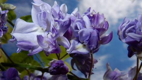 Blooming flowers wallpaper