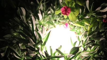 Blooming Flowers in Lush Greenery wallpaper