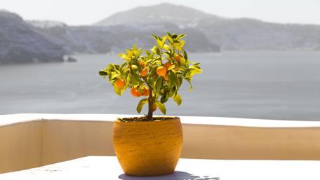 Tranquil Santorini Orange Tree Scene wallpaper