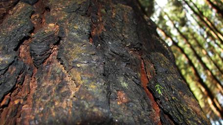 Majestic Forest Tree Trunk Close-Up View wallpaper