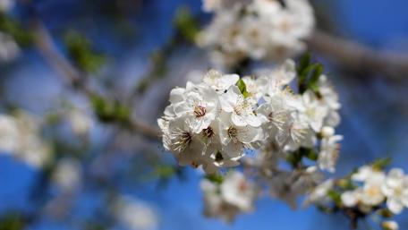 Spring blossom wallpaper