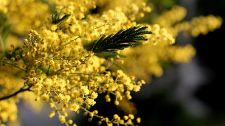 Mimosa flower wallpaper