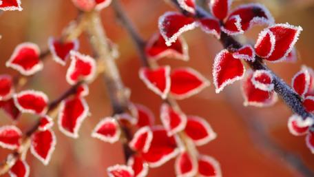Frost leaves - Macro photo wallpaper