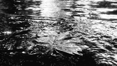 Leaf black & white photo wallpaper