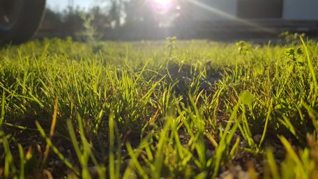 Sunlight Dancing on Fresh Grass wallpaper