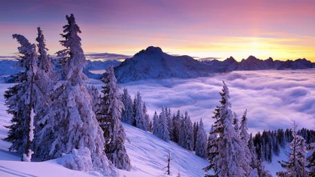 Frosty pines above the clouds wallpaper