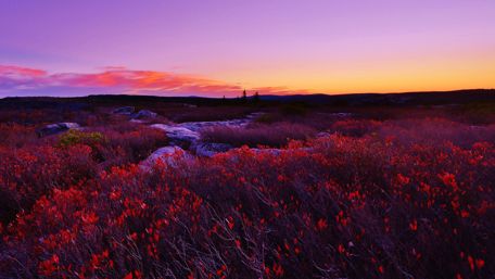 Purple sky at morning wallpaper