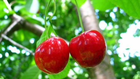 Cherries wallpaper