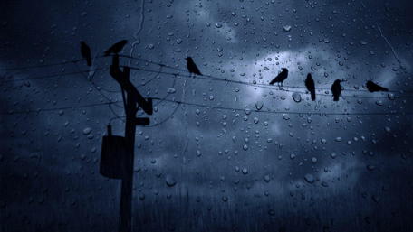 Crows in the rain wallpaper
