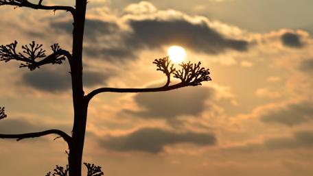 Tree silhouette wallpaper
