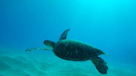 Turtle wallpaper