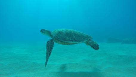 Turtle wallpaper