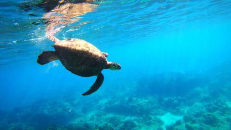 Sea Turtle wallpaper
