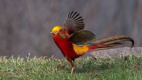 Golden pheasant wallpaper