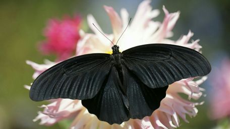 Black butterfly wallpaper