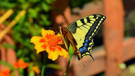 Swallowtail butterfly wallpaper