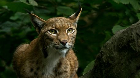 Lynx in the forest wallpaper