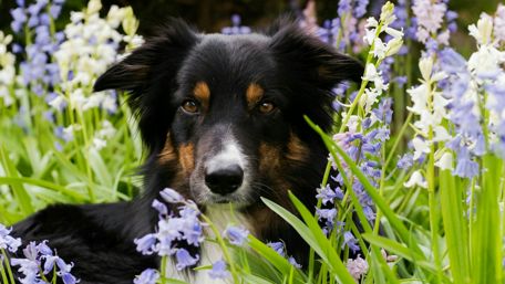 Tricolor Border Collie wallpaper
